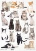koty*cats*Katzen*gatos
